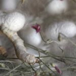 عکس/ ابریشم جرگلان؛ از پیله تا فرش ترکمن