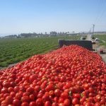 ضرورت سرمایه‌گذاری در بخش کشاورزی/ وضعیت نگران کننده فرسایش خاک در کشور