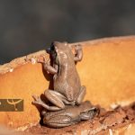 تصاویر: مسابقه عکاسی کمدی حیات وحش ۲۰۲۵