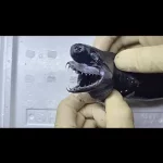 فیلم ظاهر جالب و دیدنی کوسه افعی