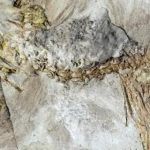 کشف پرنده ای با ۸۰۰ سنگ در گلو!