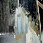 حضور غیرمنتظره خرس در منزل مسکونی