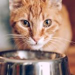 چقدر و چند بار باید به گربه غذا بدهیم؟ راهنمای جامع تنظیم برنامه غذایی