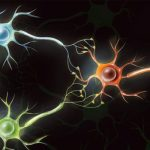 کامپیوترهای بیولوژیکی: تبدیل سلول‌های مغزی انسان به کامپیوترهای کاربردی